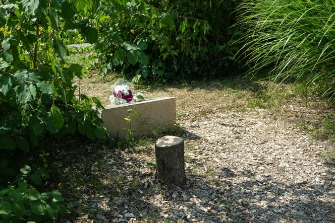 Les restes de l’arbre planté en hommage à Ilan Halimi, à Epinay-sur-Seine (Seine-Saint-Denis), le 15 août 2025.